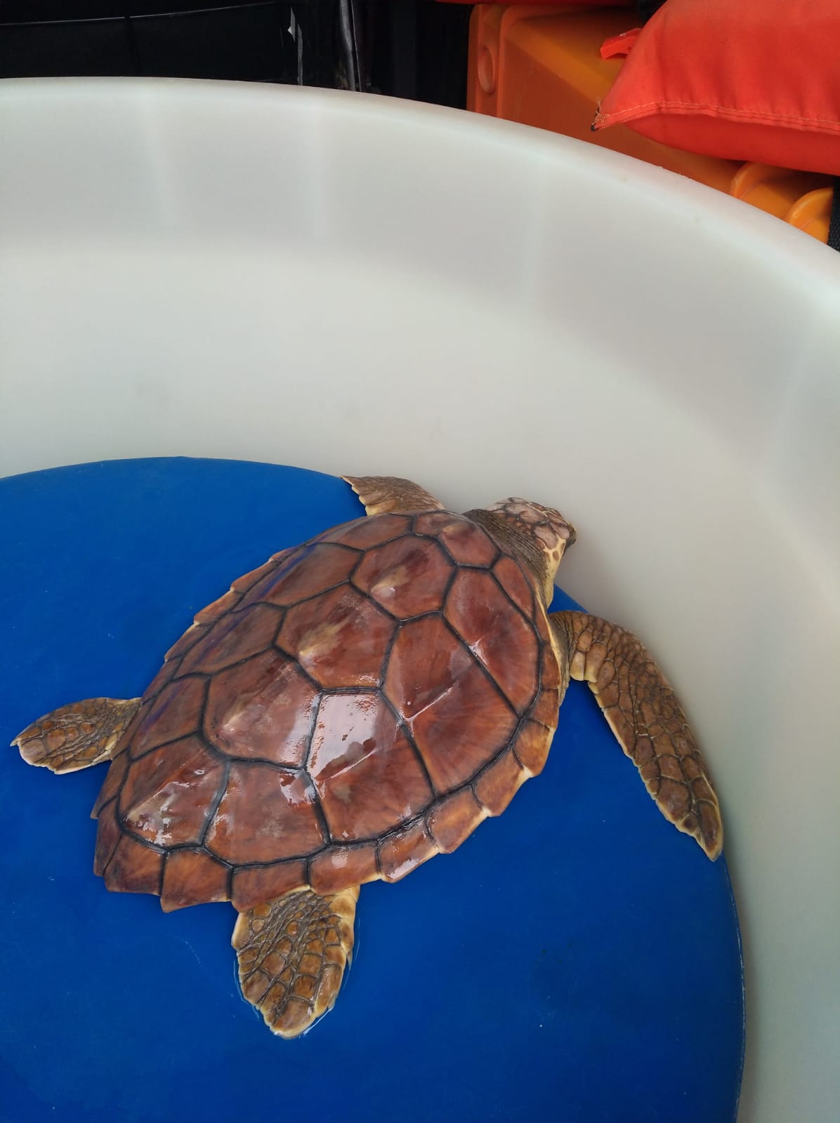 Amp Capo Caccia - Isola Piana, liberata in mare una tartaruga "Caretta caretta"