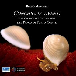 conchiglie-viventi